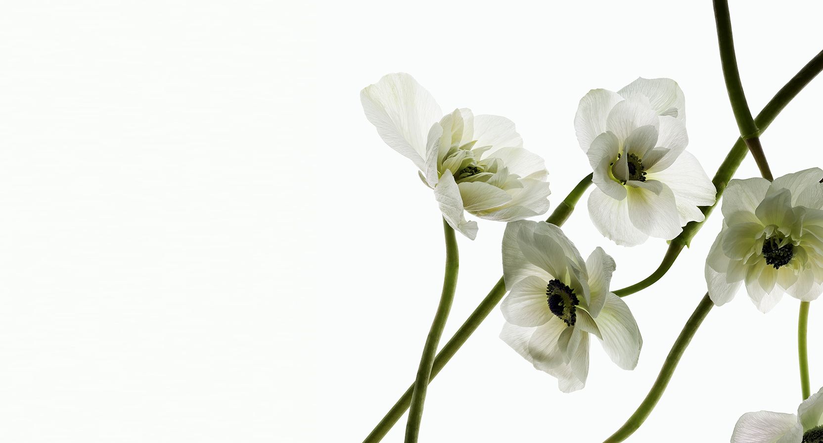 Jasan propose une gamme de parfum botanique créée à partir des fleurs blanches